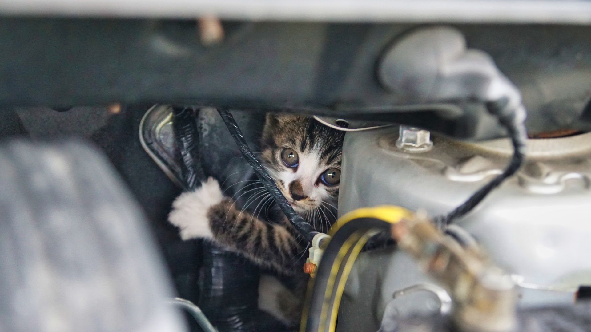 エンジンルームから猫？対策と対処法